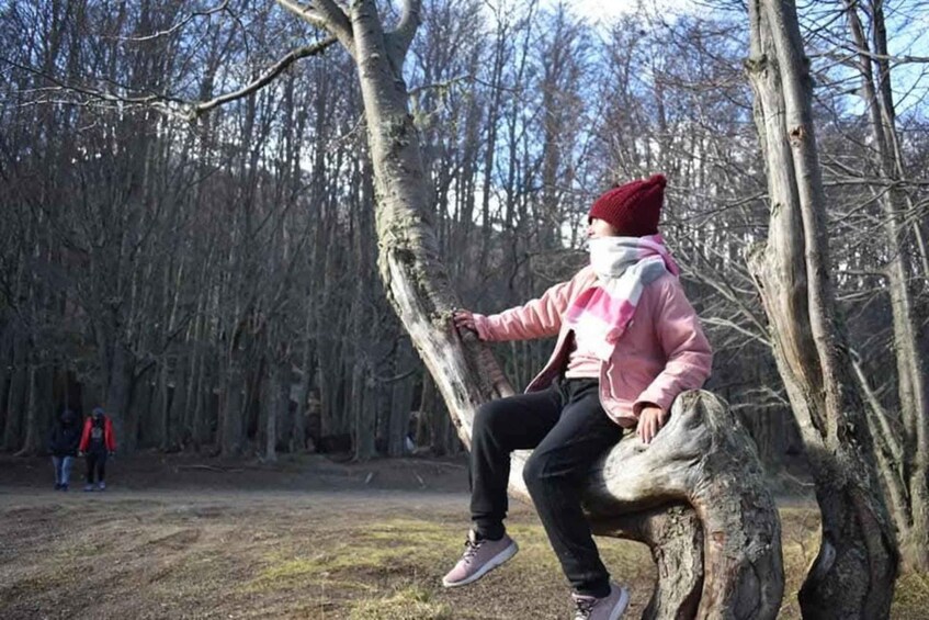 A person sitting on a tree stump in a forest. 4