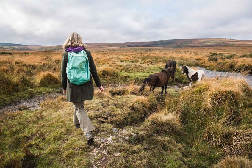 A person walking on a grassy path with horses in the background. 2