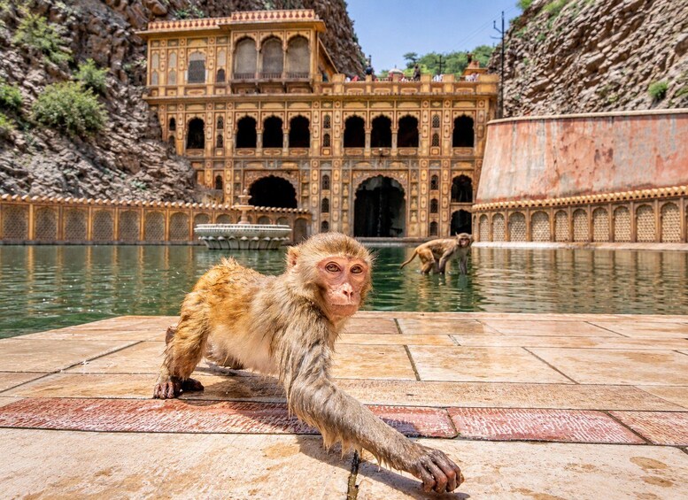 Jaipur: Morning Monkey Temple Guided Tour with Local Market 1
