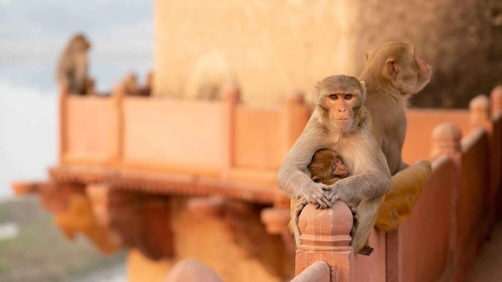 Monkeys on a structure with a blurred background. 1