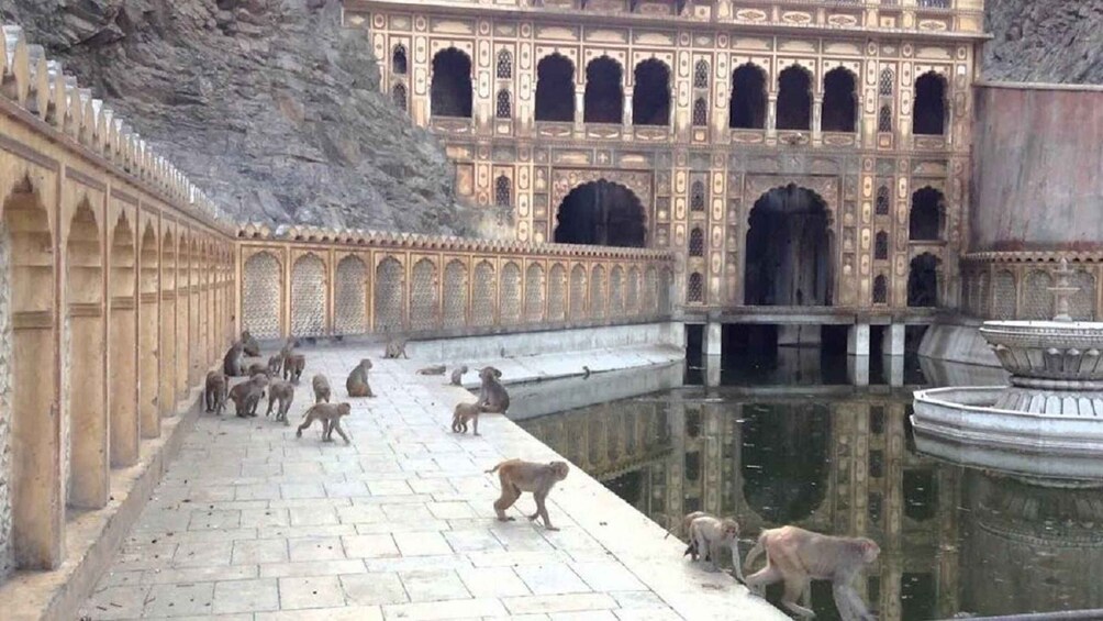 A courtyard with ornate architecture, a reflective water feature, and monkeys on the ground. 4