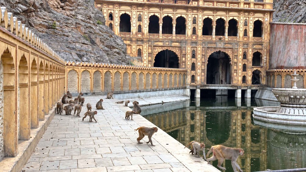 Picture 7 for Activity Jaipur: Morning Monkey Temple Guided Tour with Local Market 5