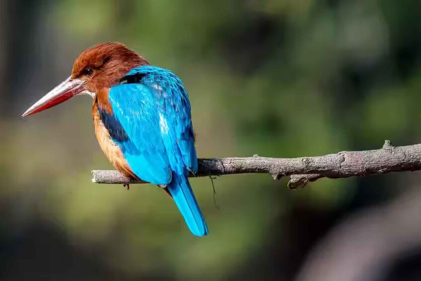 A kingfisher perched on a branch. 5