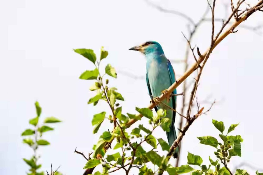 A bird perched on a branch with green leaves. 1