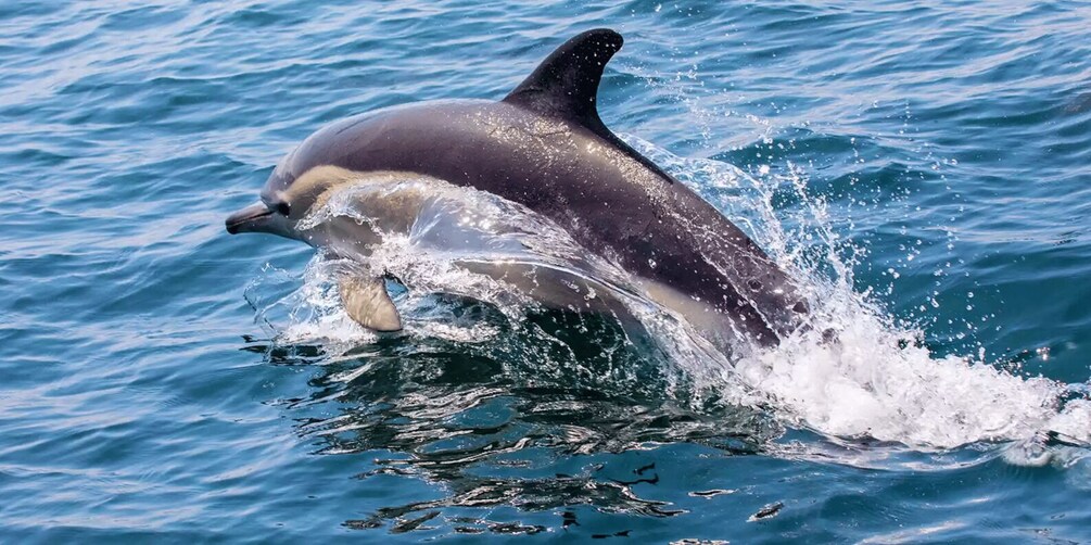 A dolphin leaping out of the water. 4