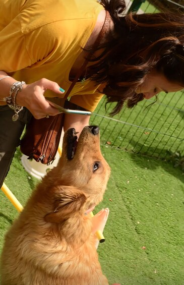 A person in a yellow shirt holding a brown bag, interacting with a dog. 5