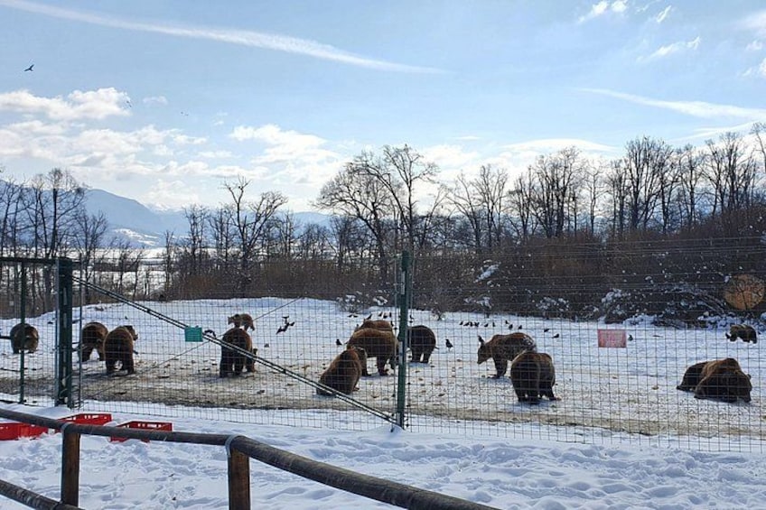 Recinto de osos con osos descansando en el suelo, rodeado por una cerca de alambre. 1