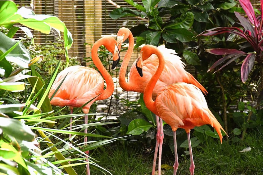 Flamingos in a garden with green foliage and a fence. 5