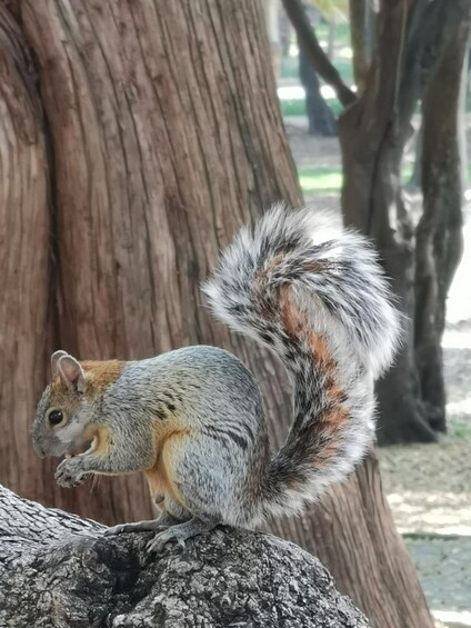 A squirrel on a tree trunk. 4