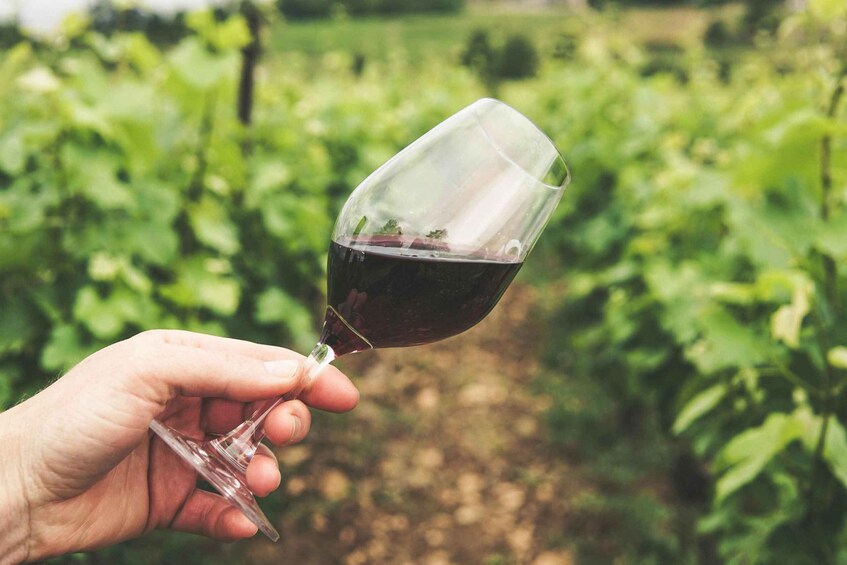 A hand holding a wine glass with red wine, set against a vineyard backdrop. 5