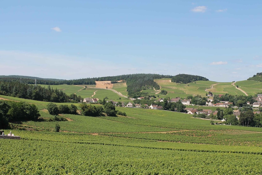 A rural landscape with vineyards, rolling hills, and scattered houses. 4