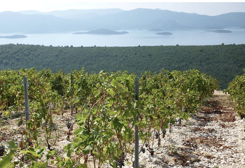Picture 4 for Activity Korčula: VIP Eco Island tour with Wine & Olive Oil Tasting 2