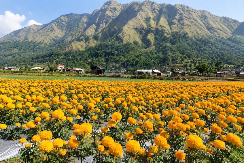 A field of yellow flowers with houses and mountains in the background. 5