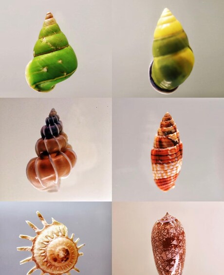 Various stages of a snail's shell growth. 3