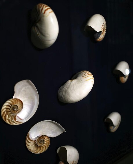 Various seashells against a dark background. 5