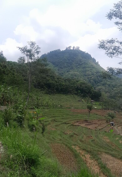 Terraced rice fields, a hill with dense vegetation, and a small structure on the hillside. 5