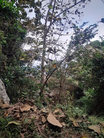 A dense forest with a variety of trees and a rocky terrain. 2
