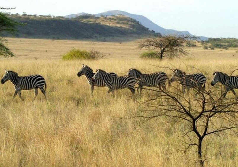 From Addis Ababa: 4-Day Alatish National Park Safari 1