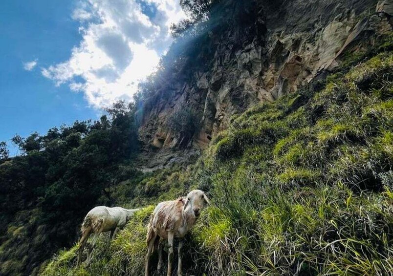 Picture 3 for Activity From Addis Ababa: 4-Day Alatish National Park Safari 5