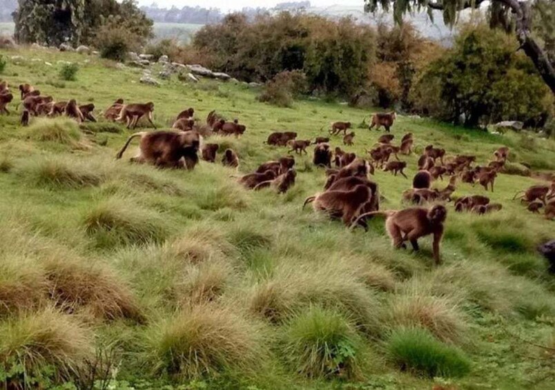 Picture 8 for Activity From Addis Ababa: 4-Day Alatish National Park Safari 3