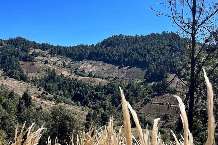 A hilly landscape with dense forests and dry grass in the foreground. 5