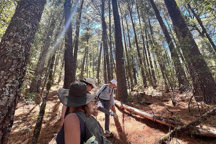 Ein Wald mit hoch aufragenden Bäumen und einem umgestürzten Baumstamm am Boden. 3