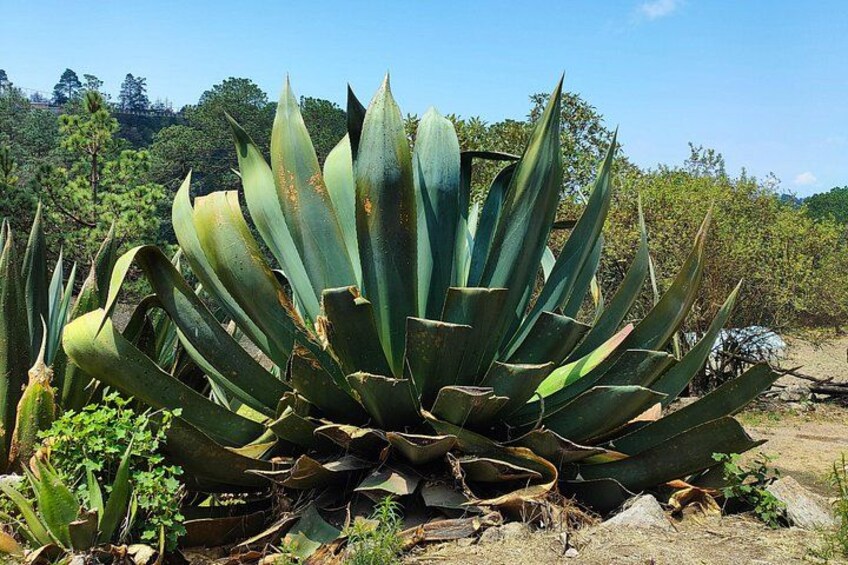 Hike in the Sierra Norte, Cuajimoloyas 4