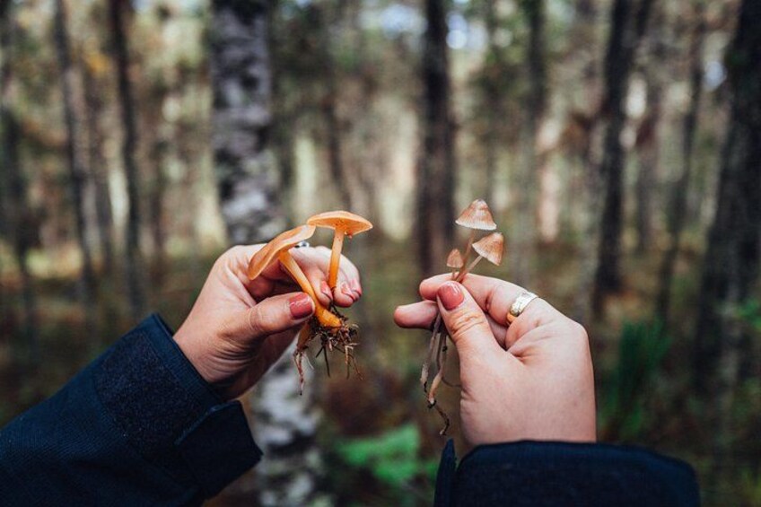 Hike in the Sierra Norte, Cuajimoloyas 3