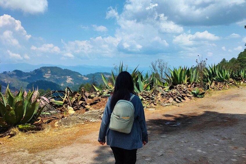 Hike in the Sierra Norte, Cuajimoloyas 2