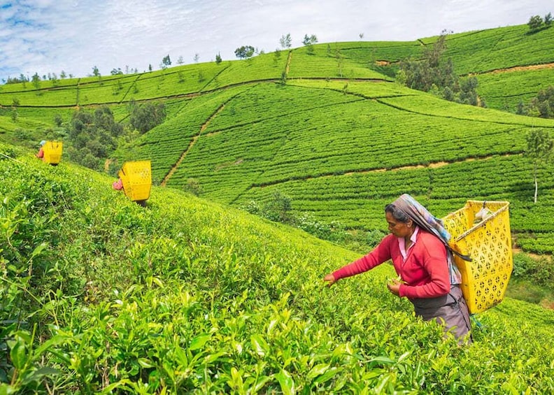 A person harvesting tea leaves in a lush green tea plantation. 5