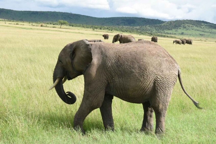 An elephant walking through a grassy field with hills in the background. 5