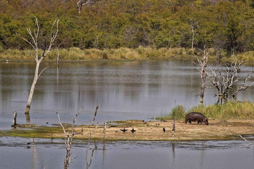 A riverbank with a hippo, birds, and leafless trees. 4