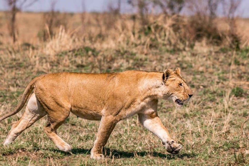 A lion walking across a grassy field. 2