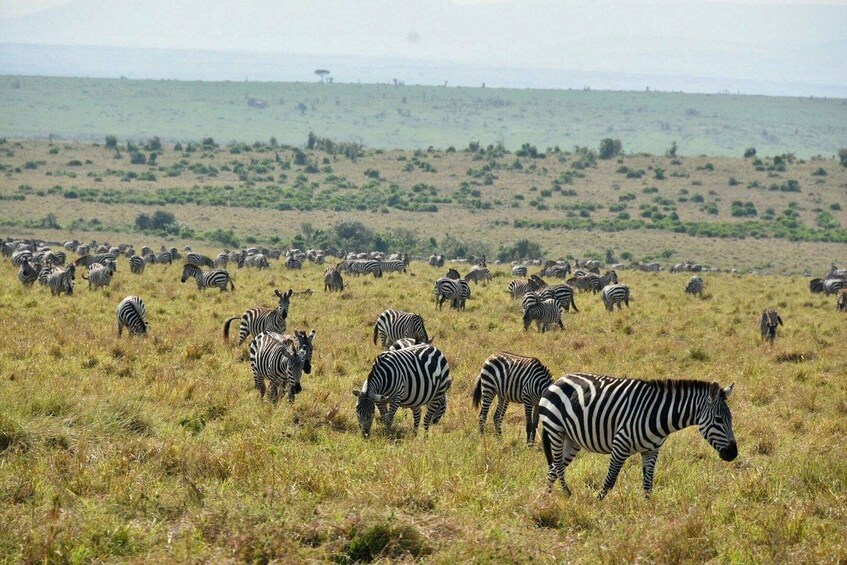 3-Day Tsavo West Safari for Senior Travelers 1