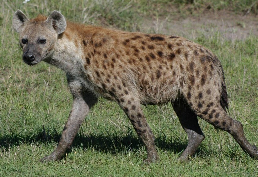 Picture 1 for Activity 3-Day Tsavo West Safari for Senior Travelers 2