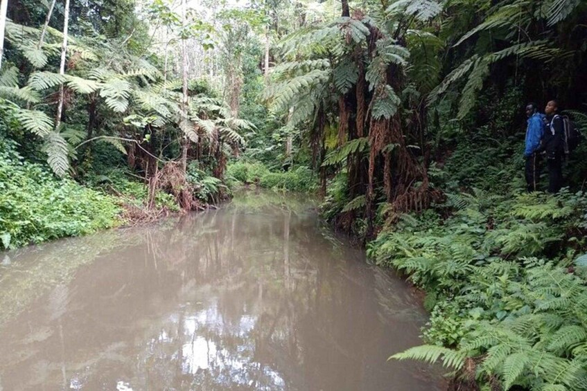 A forested area with a muddy stream and ferns. 5