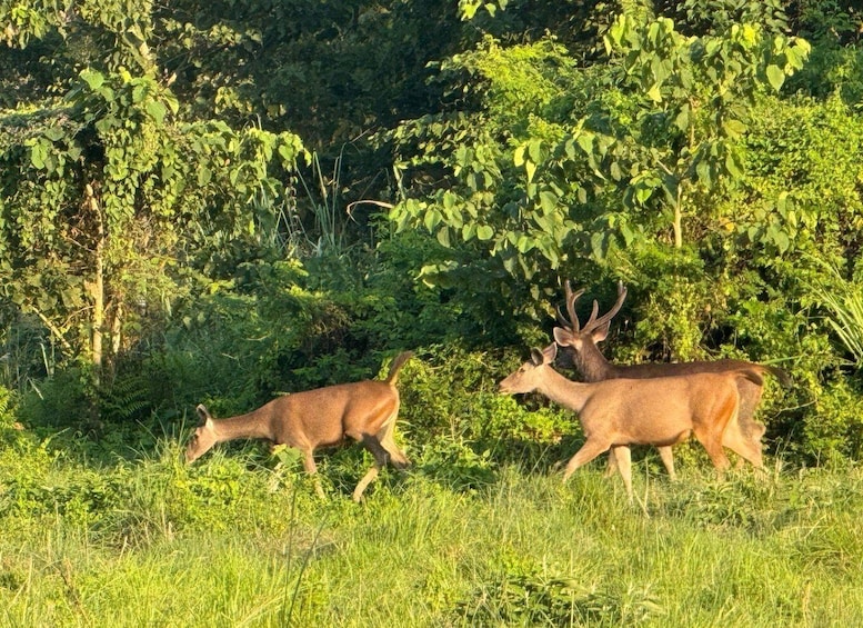 Two deer walking through a grassy field with dense foliage in the background. 5