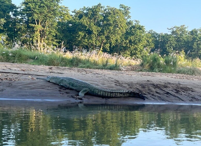 A crocodile on a sandy bank near water, with trees in the background. 1