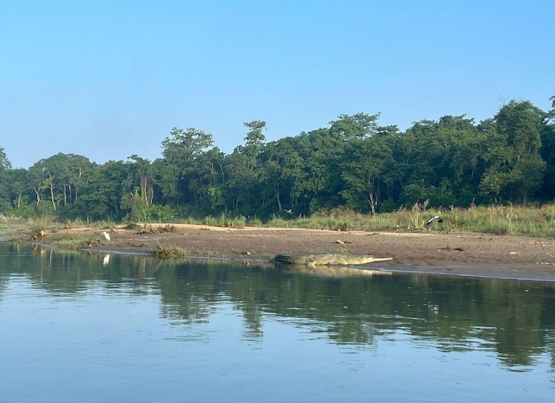 A calm river with a sandy bank, dense trees in the background, and a clear sky. 3