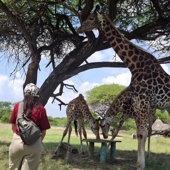 A person observing giraffes under a large tree in a grassy area. 4