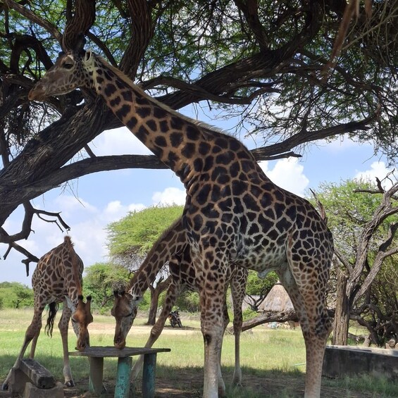 Giraffes feeding under a tree in a naturalistic enclosure. 1