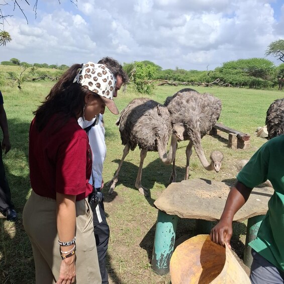 A group of people observing ostriches in a grassy field with trees in the background. 5