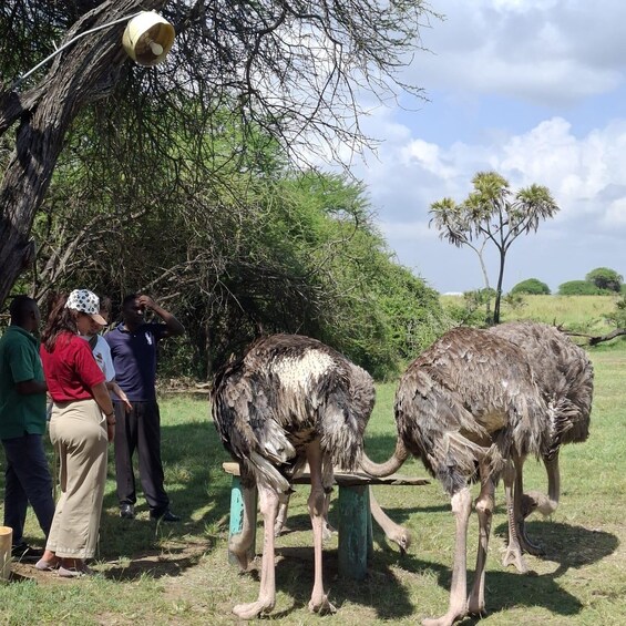 A group of people observing two ostriches in a grassy field with trees in the background. 3
