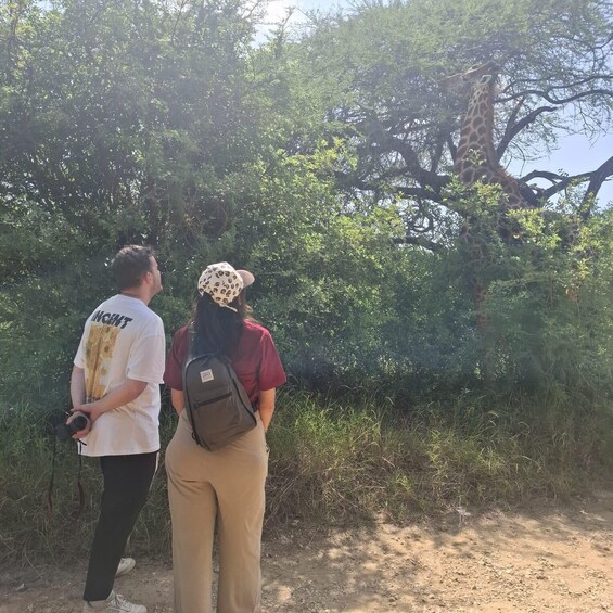 Two people observing a giraffe in a natural setting with dense foliage. 2