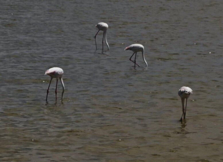 Vier Vögel stehen im flachen Wasser. 3