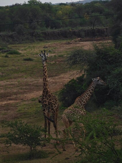 Zwei Giraffen stehen auf einer grasbewachsenen Wiese mit vereinzelten Bäumen und einer Stromleitung im Hintergrund. 2