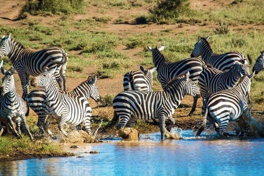 Zebraziebe trinken Wasser am Flussufer. 1