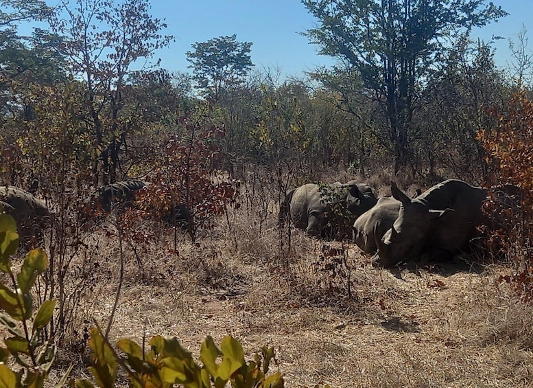 Picture 9 for Activity Wild Lusaka Safari Experience – 4 Hour Adventure Tour 4