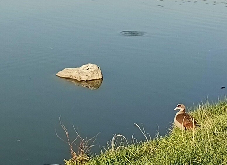 En sten i vattnet med en fågel på stranden. 5