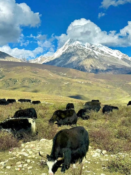 A herd of cattle grazing in a mountainous landscape with a snow-capped peak in the background. 2
